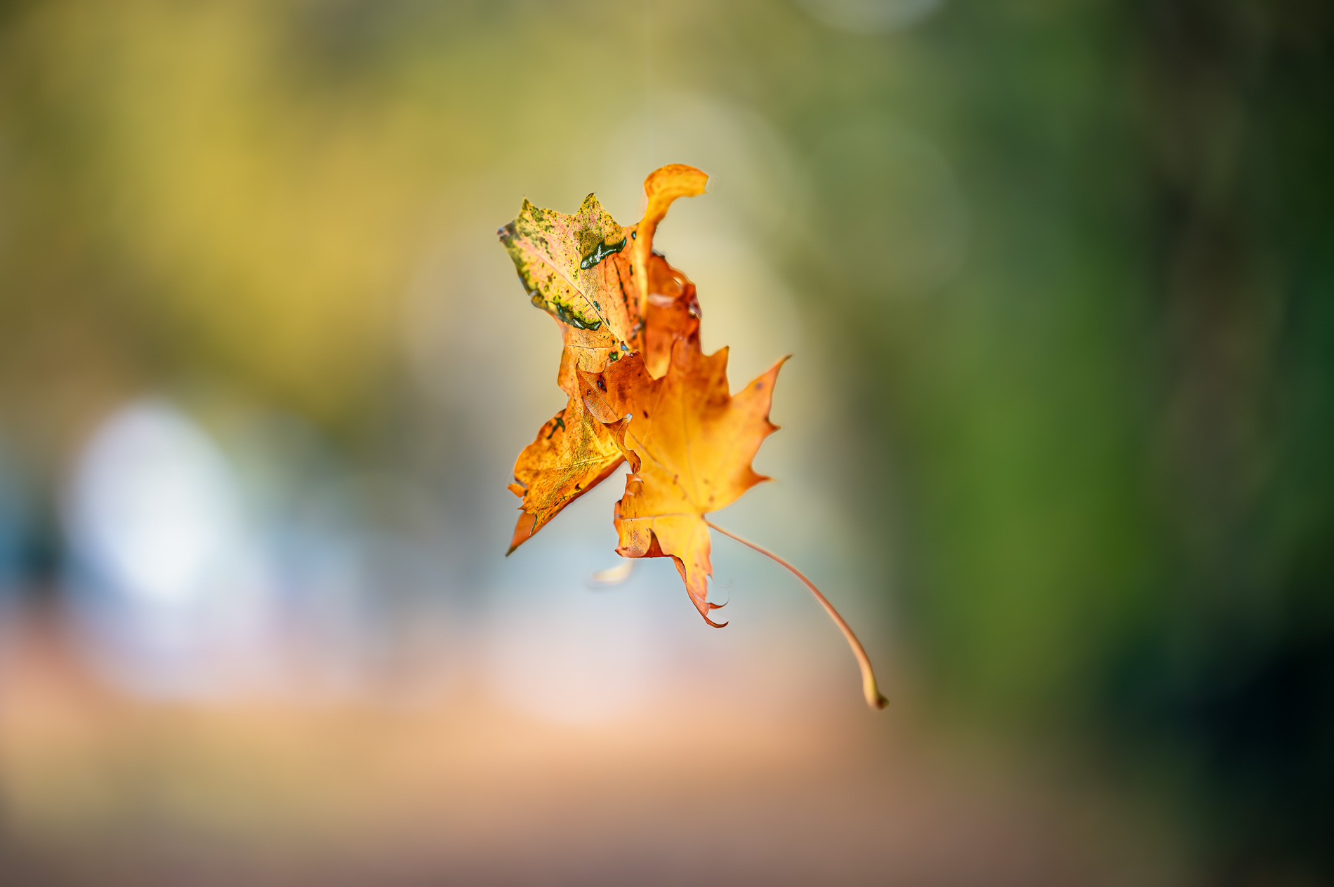 2602-Laatste dans van een blad